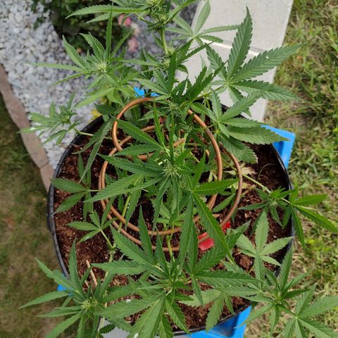 Blue Dream growlog timeline photo