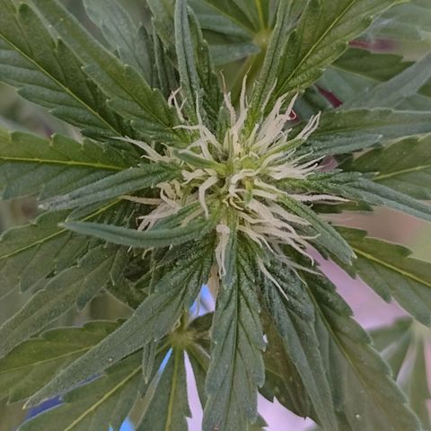 Blue Dream growlog timeline photo