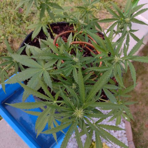 Blue Dream growlog timeline photo