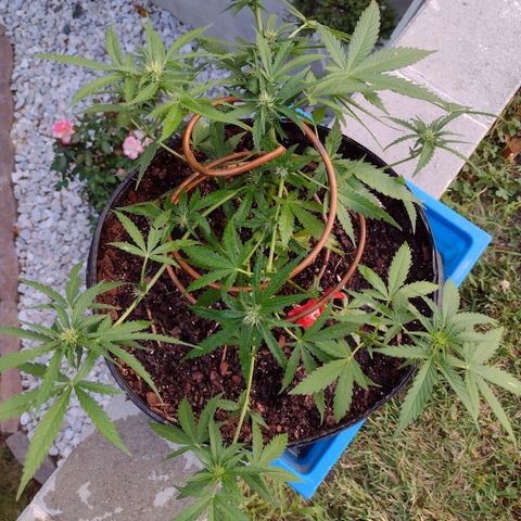 Blue Dream growlog timeline photo