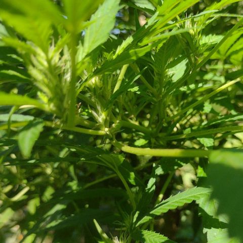 Unknown  growlog timeline photo