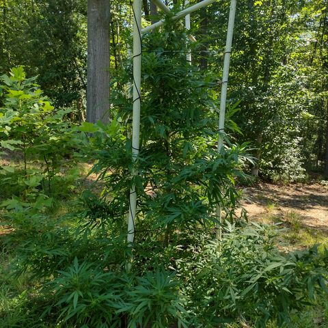 Unknown  growlog timeline photo