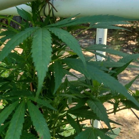 Unknown  growlog timeline photo