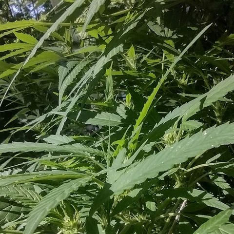 Unknown  growlog timeline photo