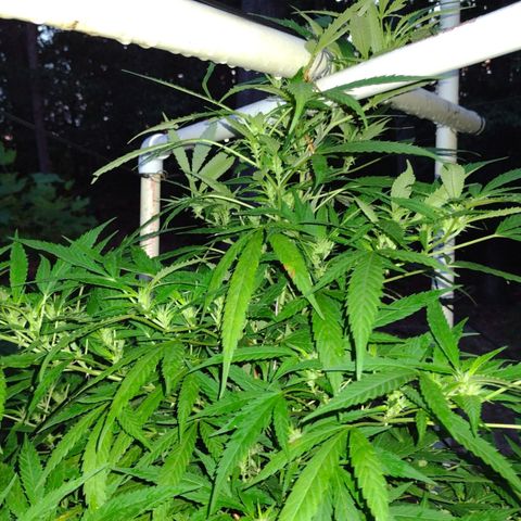 Unknown  growlog timeline photo