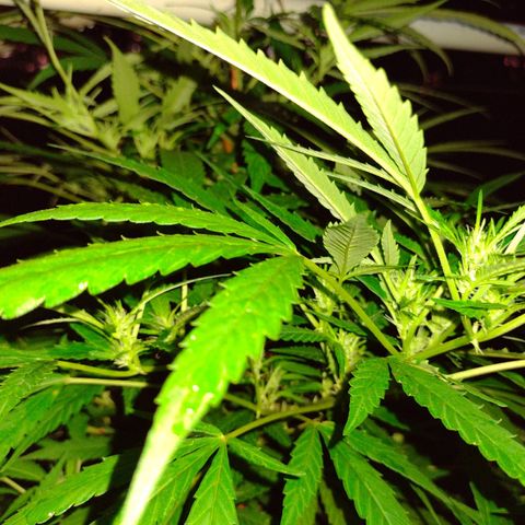 Unknown  growlog timeline photo