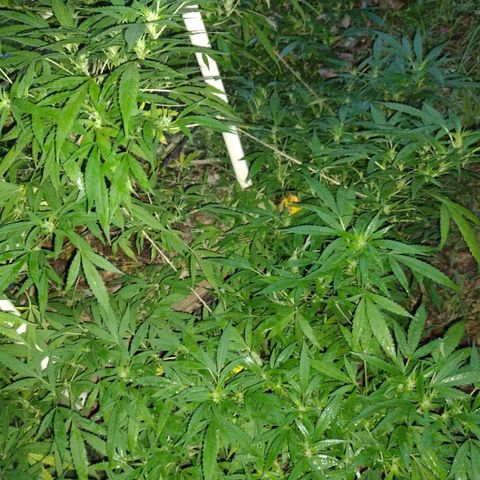 Unknown  growlog timeline photo