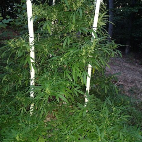 Unknown  growlog timeline photo