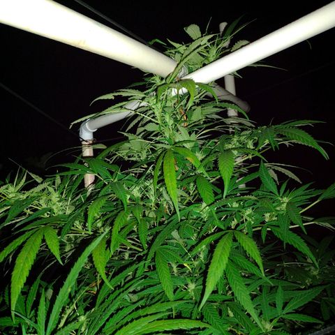 Unknown  growlog timeline photo