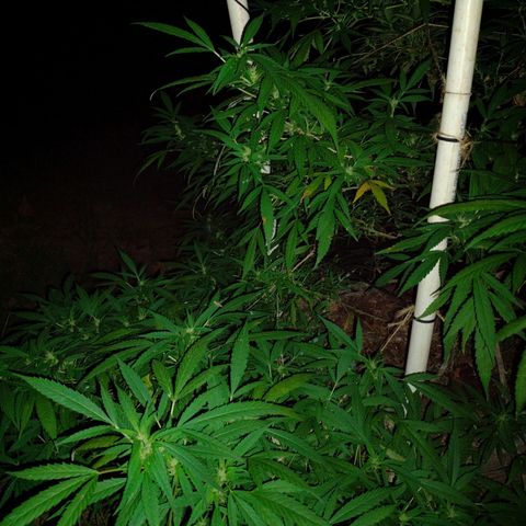 Unknown  growlog timeline photo