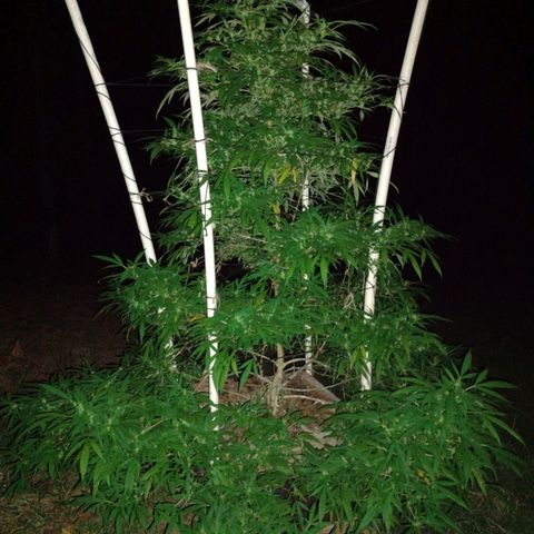 Unknown  growlog timeline photo