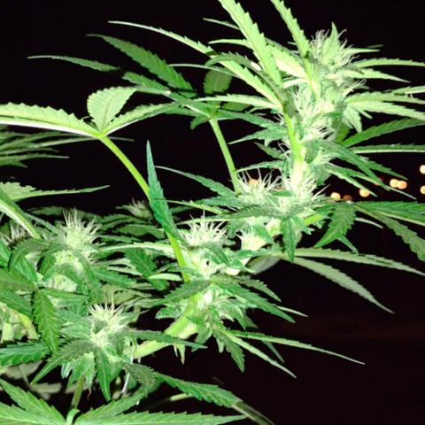 Blue Dream growlog timeline photo