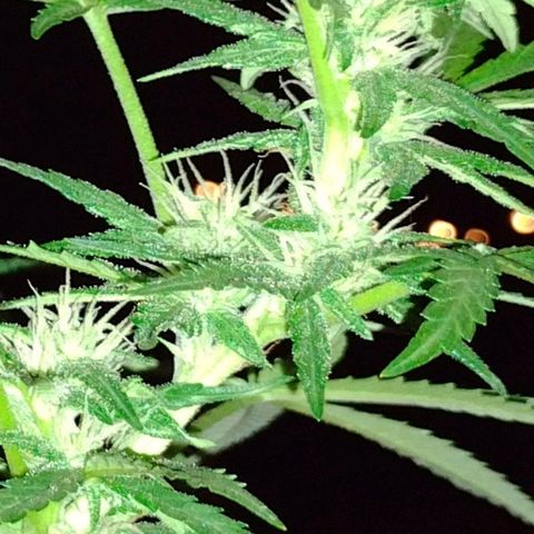 Blue Dream growlog timeline photo