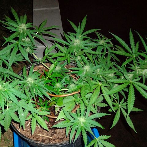 Blue Dream growlog timeline photo