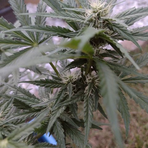 Blue Dream growlog timeline photo