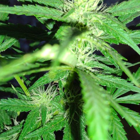 Blue Dream growlog timeline photo