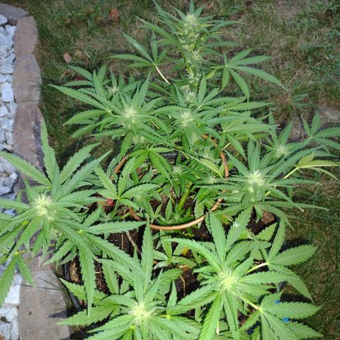 Blue Dream growlog timeline photo