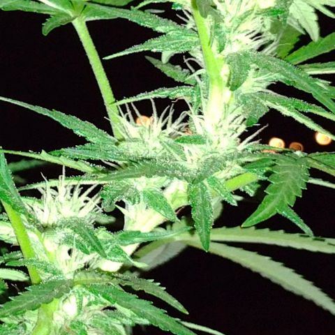Blue Dream growlog timeline photo