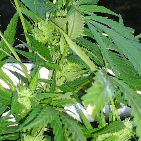 Unknown  growlog photo: Tri. Start. Needs major defoliating. Past due. 