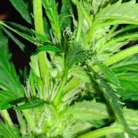 Unknown  growlog photo: Tri. Start. Needs major defoliating. Past due. 