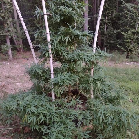 Unknown  growlog photo: Tri. Start. Needs major defoliating. Past due. 