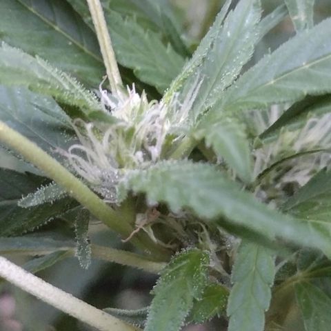 Unknown  growlog photo: Tri. Start. Needs major defoliating. Past due. 