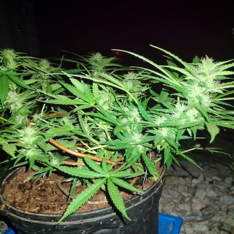 Blue Dream growlog timeline photo