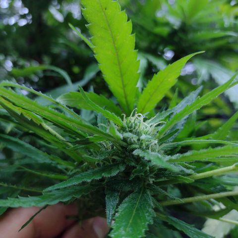Unknown  growlog photo: Flowers in order from bottom layer to top. 