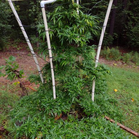 Unknown  growlog photo: Flowers in order from bottom layer to top. 