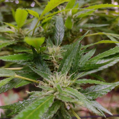 Unknown  growlog photo: Flowers in order from bottom layer to top. 