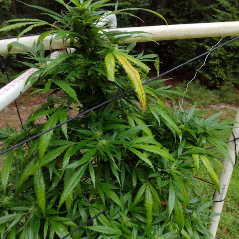Unknown  growlog photo: Flowers in order from bottom layer to top. 