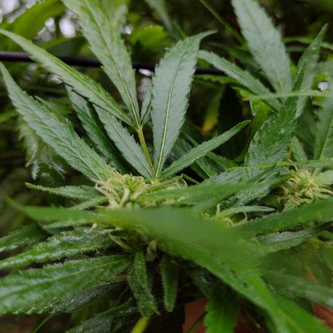 Unknown  growlog photo: Flowers in order from bottom layer to top. 