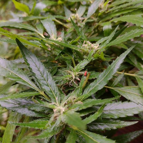 Unknown  growlog photo: Flowers in order from bottom layer to top. 