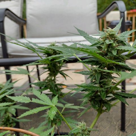Blue Dream growlog timeline photo