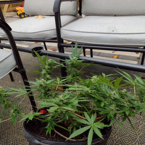 Blue Dream growlog timeline photo
