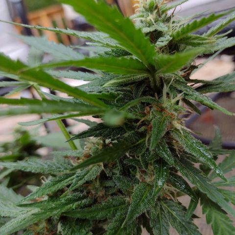 Blue Dream growlog timeline photo