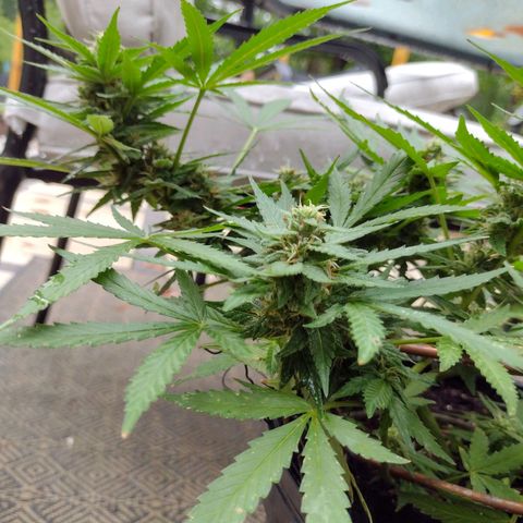 Blue Dream growlog timeline photo
