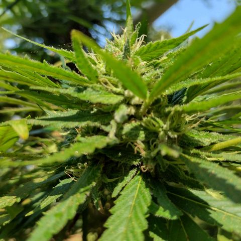 Unknown  growlog timeline photo