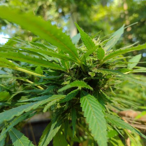 Unknown  growlog timeline photo