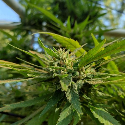 Unknown  growlog timeline photo