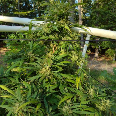 Unknown  growlog timeline photo