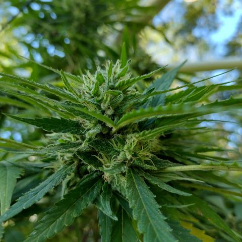 Unknown  growlog timeline photo