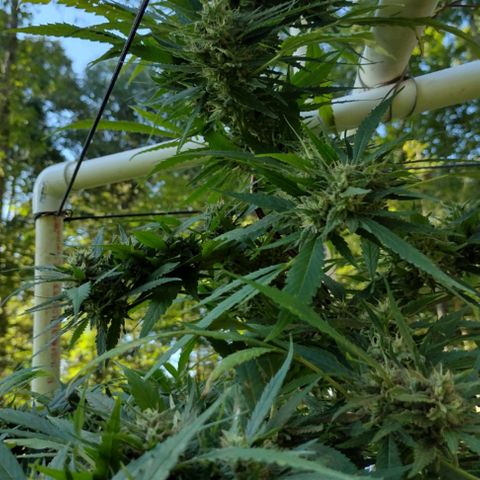 Unknown  growlog timeline photo