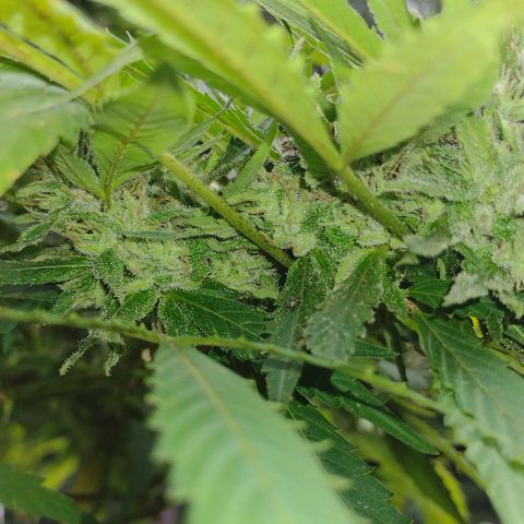 Unknown  growlog timeline photo