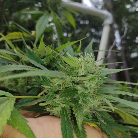 Unknown  growlog timeline photo