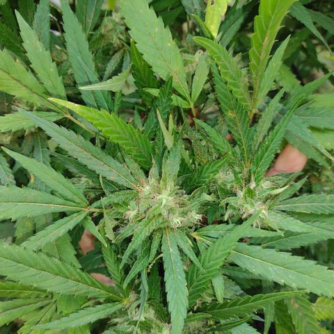 Unknown  growlog timeline photo