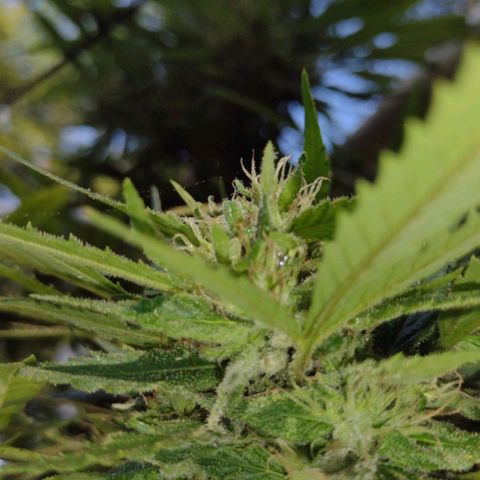 Unknown  growlog timeline photo