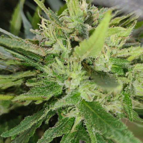 Unknown  growlog timeline photo