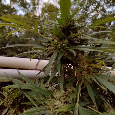 Unknown  growlog timeline photo