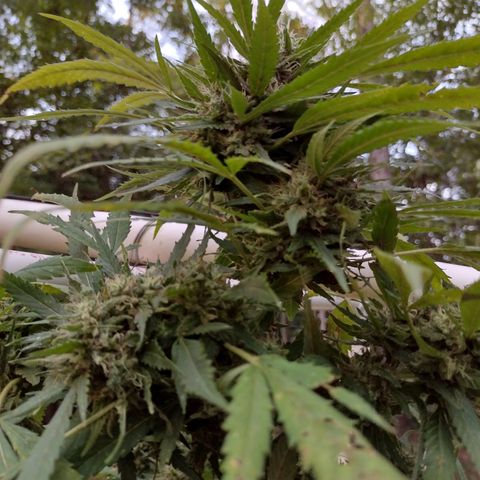 Unknown  growlog timeline photo
